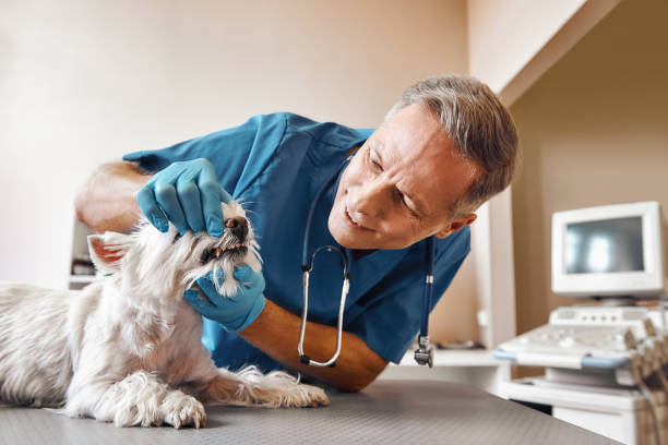 Best Emergency Treatment for Dental Infections or Abscesses in Royal Pines, NC